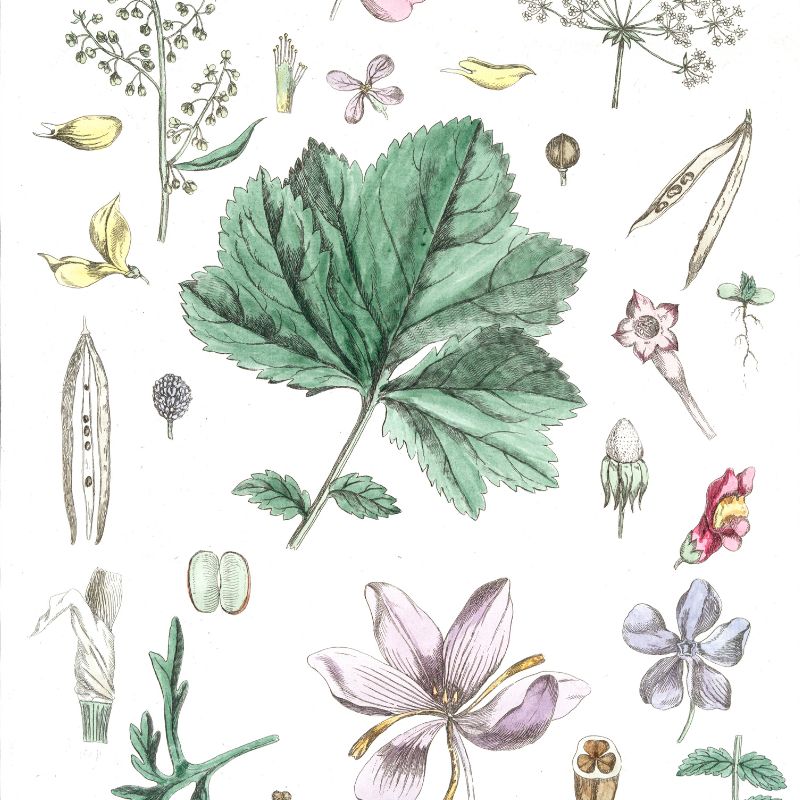 Minimalist Botanical Prints (Set of 3)